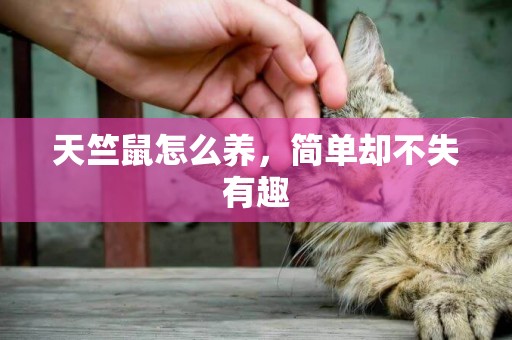 天竺鼠怎么養，簡單卻不失有趣