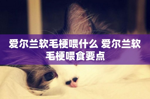 愛爾蘭軟毛梗喂什么 愛爾蘭軟毛梗喂食要點