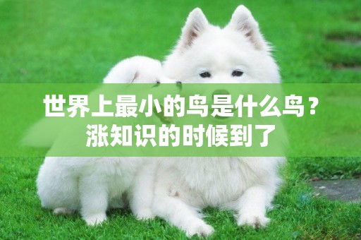 世界上最小的鳥是什么鳥？漲知識的時候到了