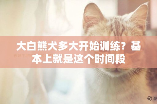 大白熊犬多大開始訓練？基本上就是這個時間段