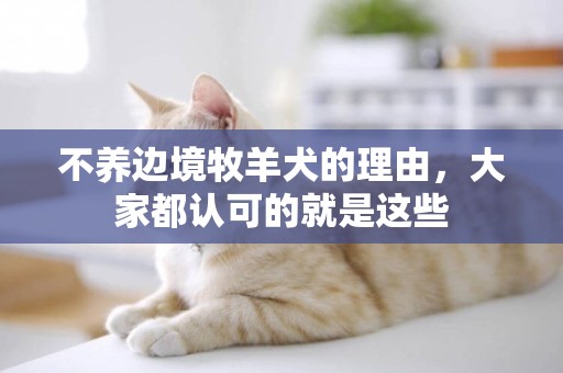 不養邊境牧羊犬的理由，大家都認可的就是這些