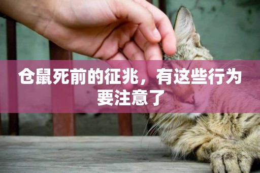 倉鼠死前的征兆，有這些行為要注意了