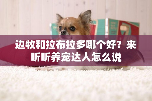 邊牧和拉布拉多哪個好？來聽聽養寵達人怎么說
