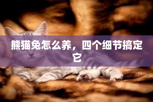 熊貓兔怎么養，四個細節搞定它