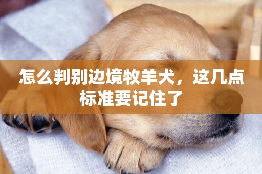 怎么判別邊境牧羊犬，這幾點標準要記住了