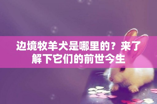 邊境牧羊犬是哪里的？來了解下它們的前世今生