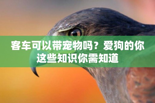 客車可以帶寵物嗎？愛狗的你這些知識你需知道