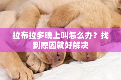 拉布拉多晚上叫怎么辦？找到原因就好解決