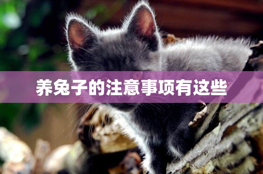 養兔子的注意事項有這些