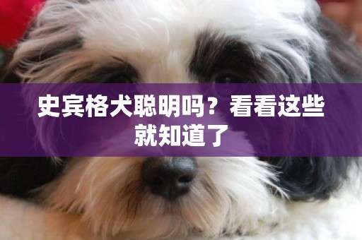 史賓格犬聰明嗎？看看這些就知道了