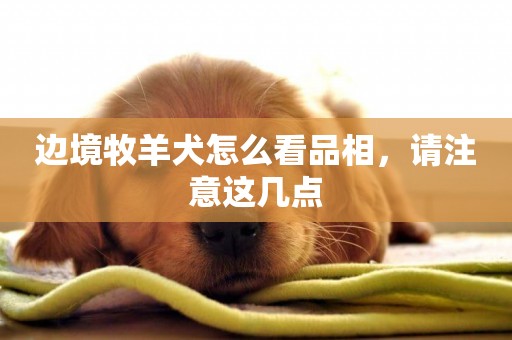 邊境牧羊犬怎么看品相，請注意這幾點