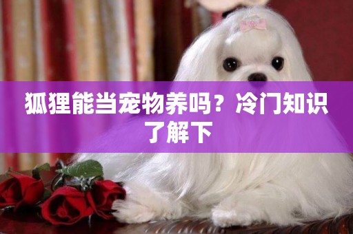 狐貍能當寵物養嗎？冷門知識了解下