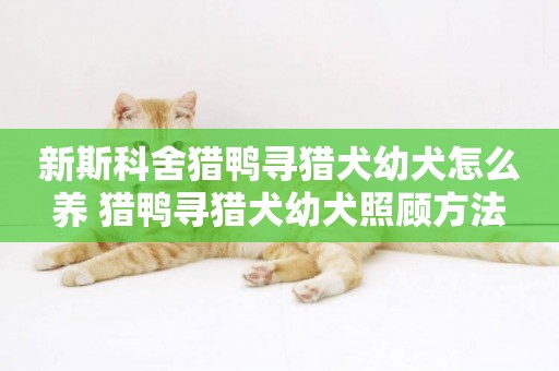 新斯科舍獵鴨尋獵犬幼犬怎么養 獵鴨尋獵犬幼犬照顧方法