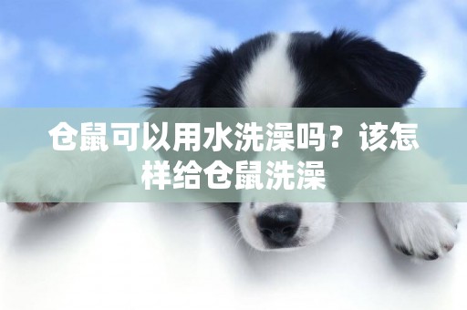 倉鼠可以用水洗澡嗎？該怎樣給倉鼠洗澡