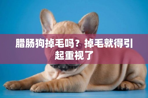臘腸狗掉毛嗎？掉毛就得引起重視了