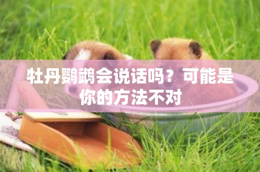 牡丹鸚鵡會說話嗎？可能是你的方法不對
