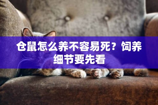 倉鼠怎么養不容易死？飼養細節要先看