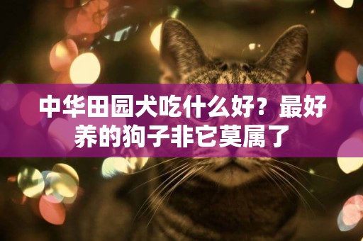 中華田園犬吃什么好？最好養的狗子非它莫屬了