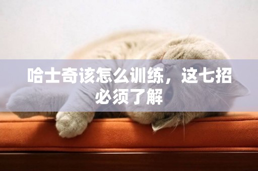 哈士奇該怎么訓練，這七招必須了解