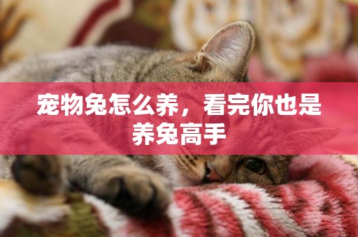 寵物兔怎么養，看完你也是養兔高手