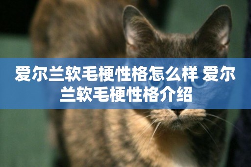 愛爾蘭軟毛梗性格怎么樣 愛爾蘭軟毛梗性格介紹