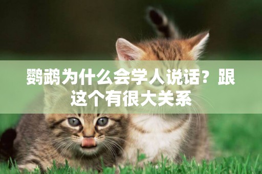 鸚鵡為什么會學人說話？跟這個有很大關系