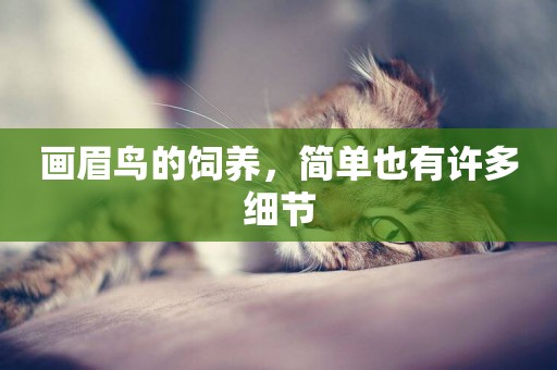 畫眉鳥的飼養，簡單也有許多細節