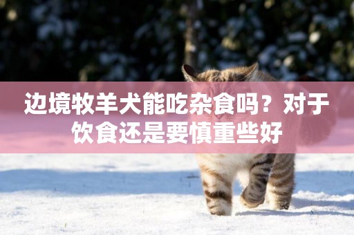 邊境牧羊犬能吃雜食嗎？對于飲食還是要慎重些好