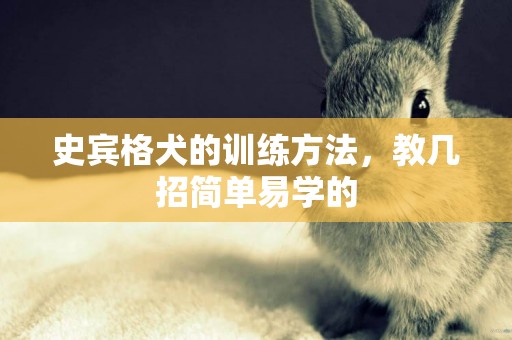史賓格犬的訓練方法，教幾招簡單易學的