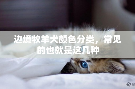 邊境牧羊犬顏色分類，常見的也就是這幾種