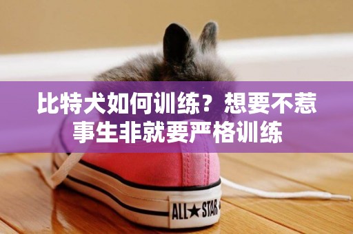 比特犬如何訓練？想要不惹事生非就要嚴格訓練
