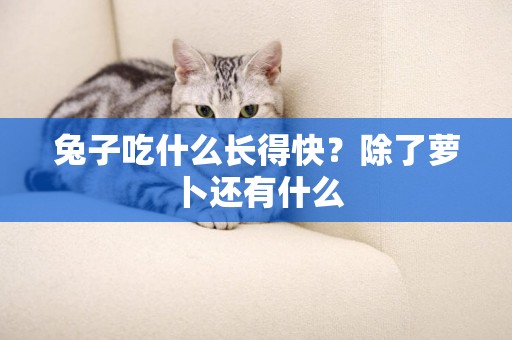 兔子吃什么長得快？除了蘿卜還有什么