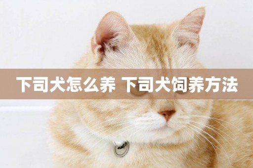 下司犬怎么養 下司犬飼養方法