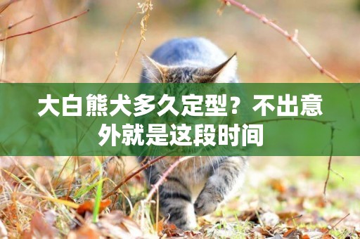大白熊犬多久定型？不出意外就是這段時間