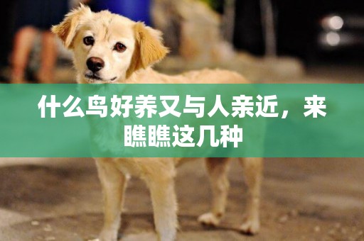 什么鳥好養又與人親近，來瞧瞧這幾種