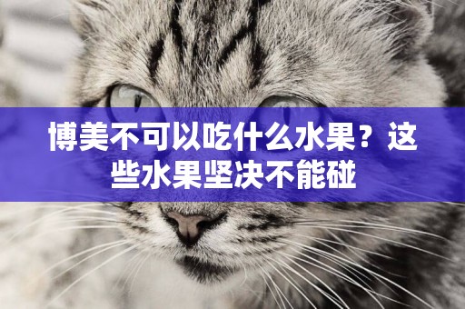 博美不可以吃什么水果？這些水果堅決不能碰