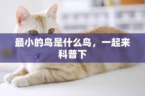 最小的鳥是什么鳥，一起來科普下