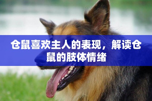 倉鼠喜歡主人的表現，解讀倉鼠的肢體情緒