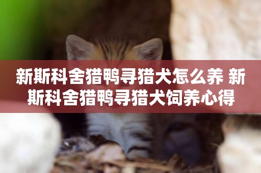 新斯科舍獵鴨尋獵犬怎么養 新斯科舍獵鴨尋獵犬飼養心得