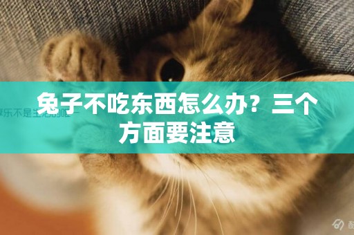兔子不吃東西怎么辦？三個方面要注意