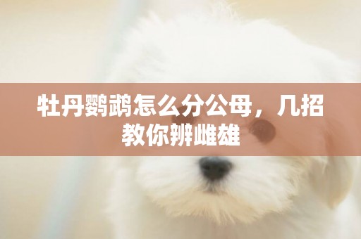 牡丹鸚鵡怎么分公母，幾招教你辨雌雄