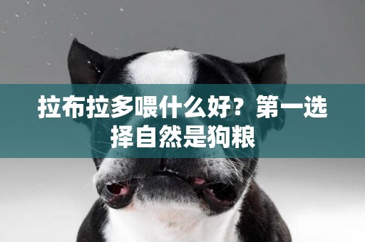 拉布拉多喂什么好？第一選擇自然是狗糧
