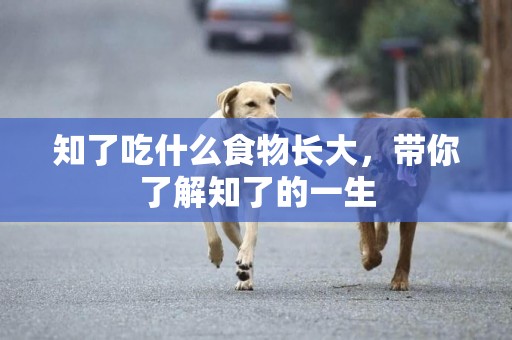 知了吃什么食物長大，帶你了解知了的一生
