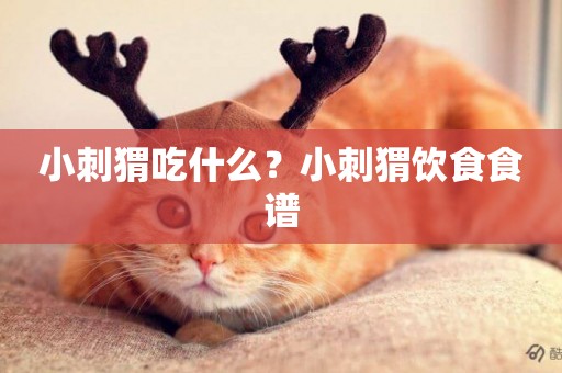 小刺猬吃什么？小刺猬飲食食譜