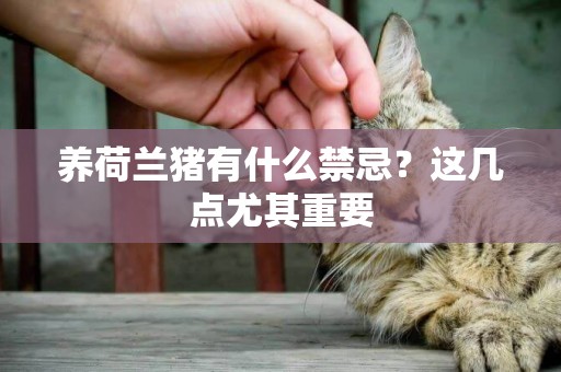 養荷蘭豬有什么禁忌？這幾點尤其重要