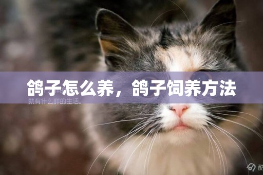 鴿子怎么養，鴿子飼養方法