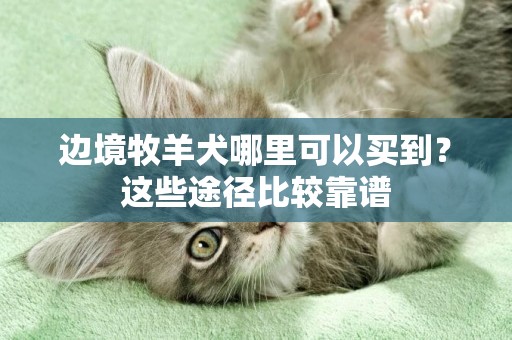 邊境牧羊犬哪里可以買到？這些途徑比較靠譜