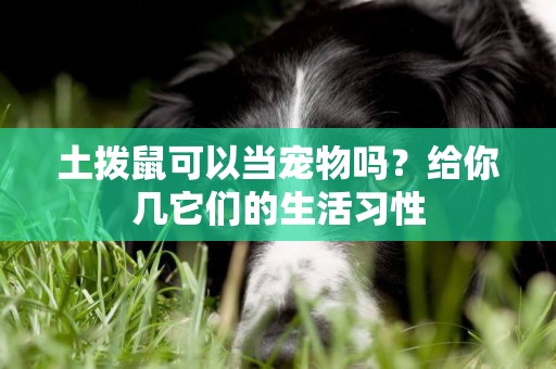 土撥鼠可以當寵物嗎？給你幾它們的生活習性