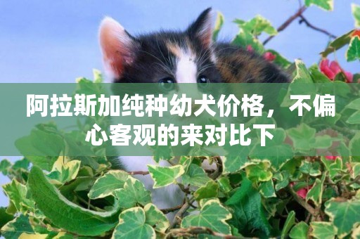 阿拉斯加純種幼犬價格，不偏心客觀的來對比下