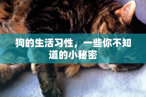 狗的生活習性，一些你不知道的小秘密